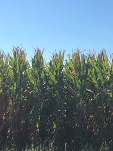 The corn pre-harvest. 